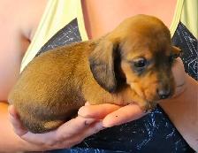 Mini Dachshund Puppies - Photo 8