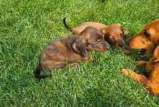 Mini Dachshund Puppies - Photo 9