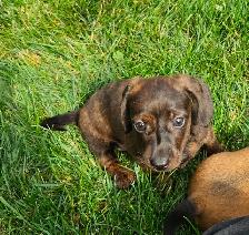 Mini Dachshund Puppies - Photo 10