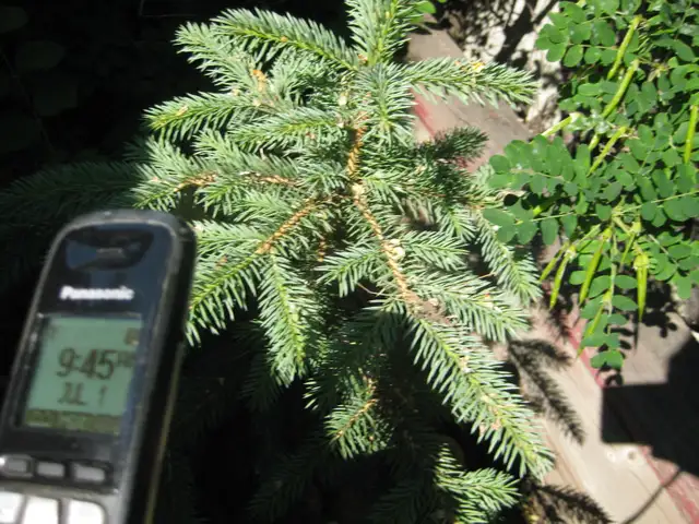 Caragana Bushes - Free Plant Giveaway