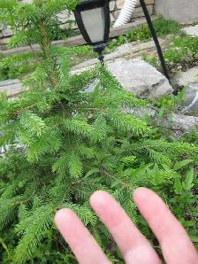 Caragana Bushes - Free Plant Giveaway - Photo 2