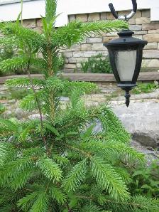 Caragana Bushes - Free Plant Giveaway - Photo 3