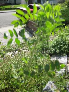 Caragana Bushes - Free Plant Giveaway - Photo 4