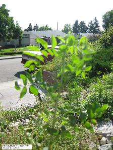 Caragana Bushes - Free Plant Giveaway - Photo 5