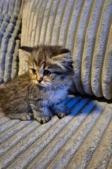 Chaton HIGHLAND Lynx Mâle et femelles 514-501-9810