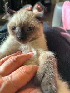 chaton highland  lynx - Photo 2