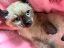 chaton highland  lynx - Photo 3