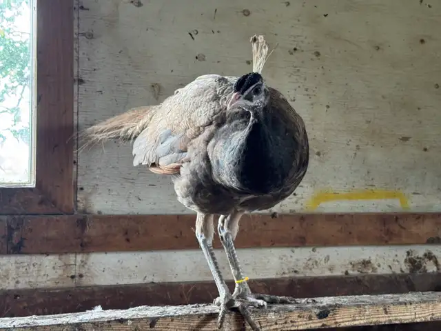 2025 hatch peafowl