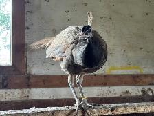 2025 hatch peafowl
