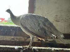 2025 hatch peafowl - Photo 2