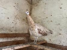 2025 hatch peafowl - Photo 3