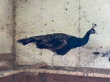 2025 hatch peafowl - Photo 4
