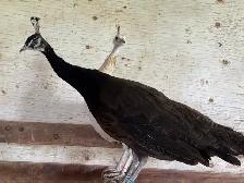 2025 hatch peafowl - Photo 5