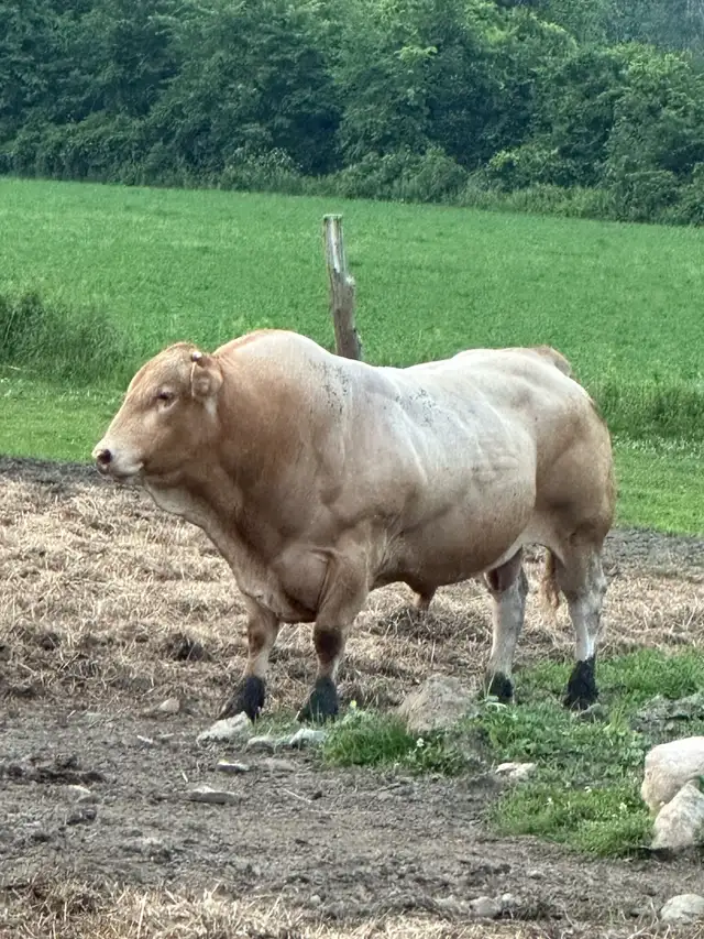 registered blonde bull for sale
