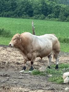 registered blonde bull for sale