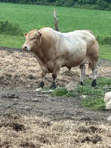 registered blonde bull for sale - Photo 2
