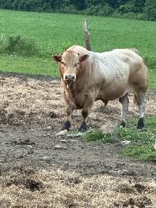 registered blonde bull for sale - Photo 3