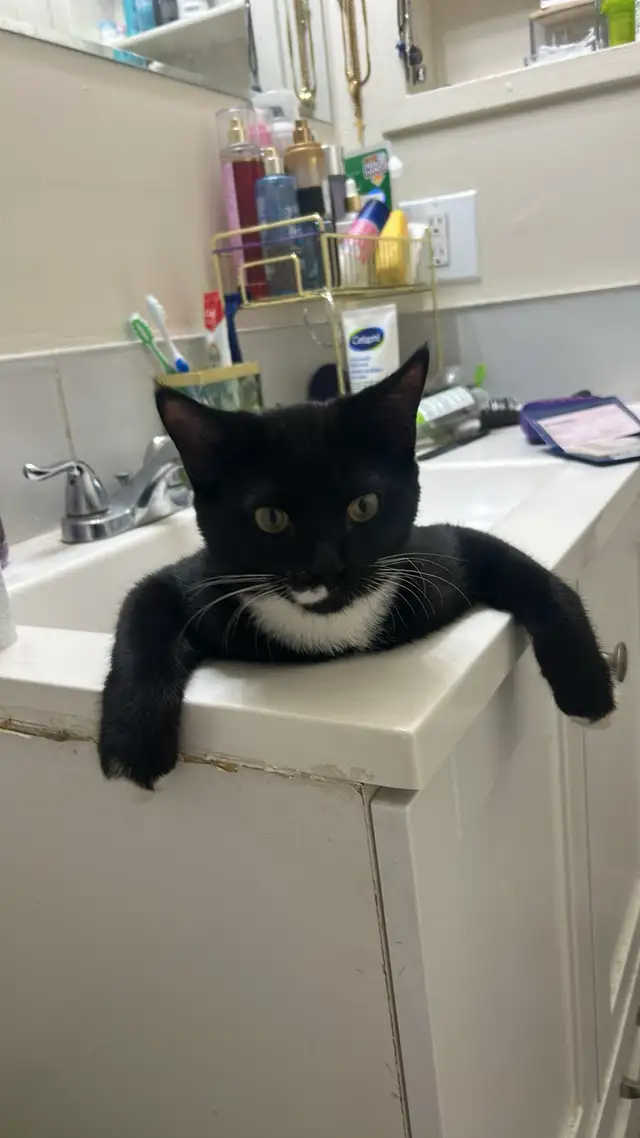 Lost Cat Sanchez