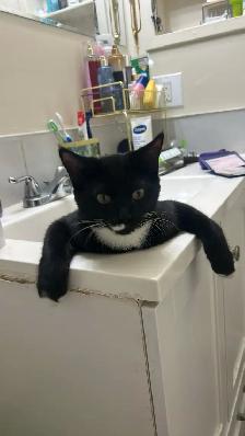 Lost Cat Sanchez