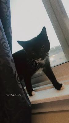 Lost Cat Sanchez - Photo 2