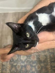 Lost Cat Sanchez - Photo 3
