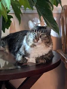 Domestic medium hair female cat