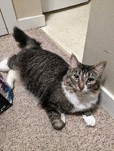 Domestic medium hair female cat - Photo 2