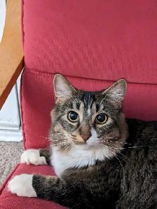 Domestic medium hair female cat - Photo 3