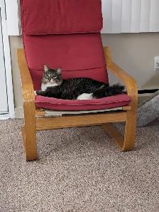 Domestic medium hair female cat - Photo 4