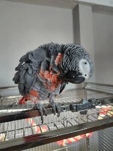 Service de gardiennage d’animaux exotiques - Photo 8