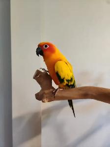 Service de gardiennage d’animaux exotiques - Photo 10