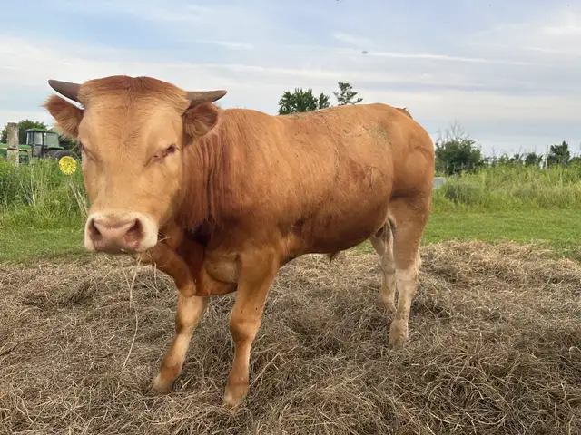 upcoming 1 yr old bull for sale