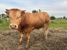 upcoming 1 yr old bull for sale