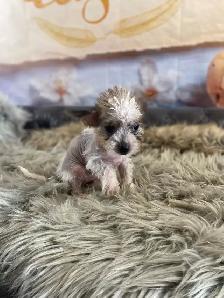 Chihuahua mix  Chinese crested Puppies available - Photo 3