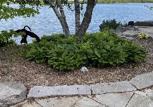 Landscaper