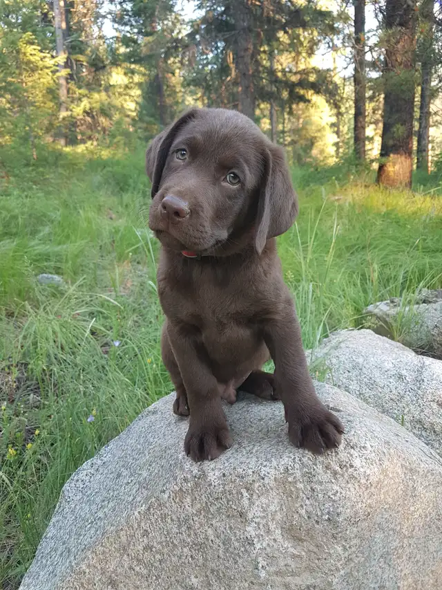 Labrador Pups - CKC registered parents