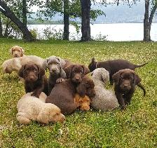 Labrador Pups - CKC registered parents - Photo 2
