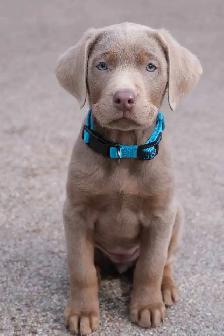 Labrador Pups - CKC registered parents - Photo 3