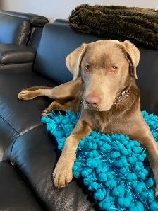 Labrador Pups - CKC registered parents - Photo 4