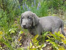 Labrador Pups - CKC registered parents - Photo 5