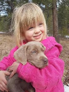 Labrador Pups - CKC registered parents - Photo 6
