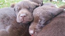 Labrador Pups - CKC registered parents - Photo 7