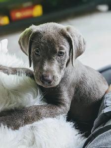 Labrador Pups - CKC registered parents - Photo 9
