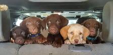 Labrador Pups - CKC registered parents - Photo 10