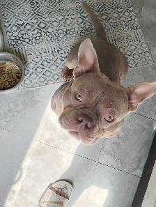 beautiful micro bully