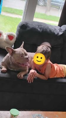 beautiful micro bully - Photo 2