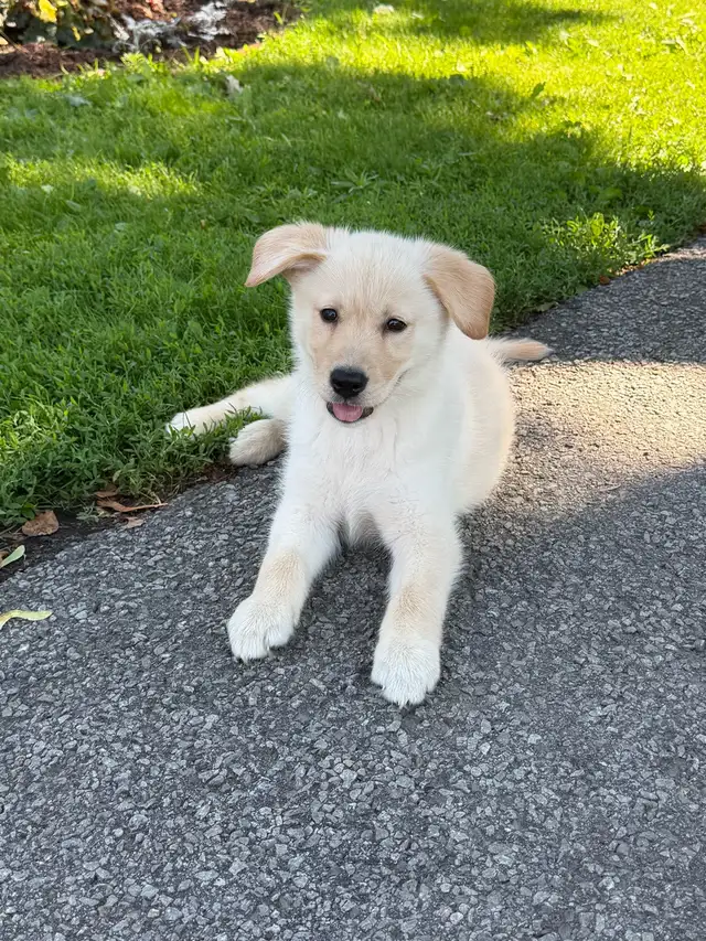 Chiot Golden pret a partir