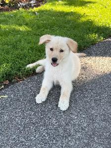 Chiot Golden pret a partir