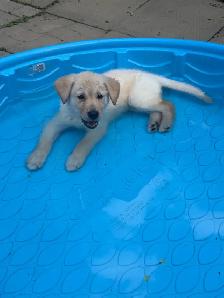 Chiot Golden pret a partir - Photo 2