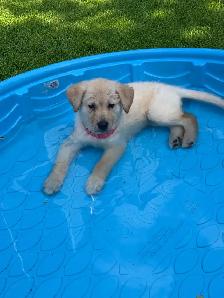 Chiot Golden pret a partir - Photo 3